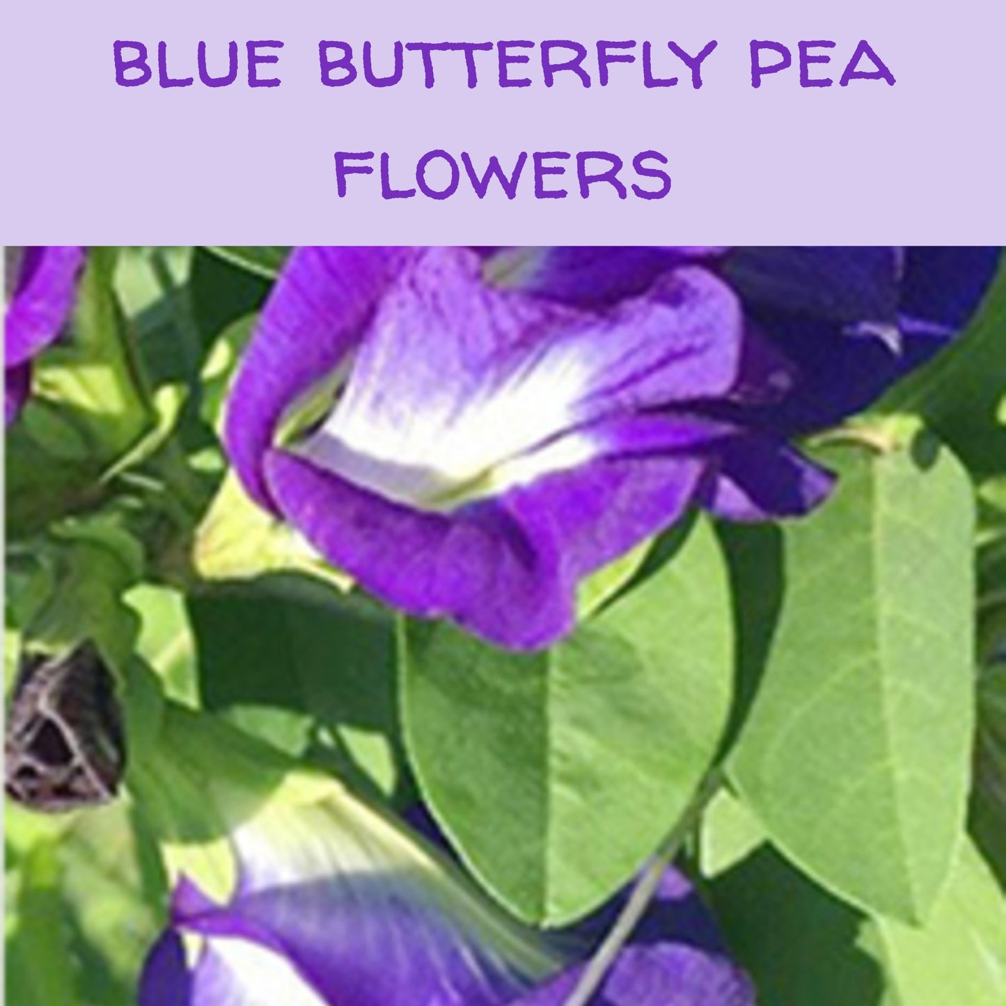 Blue Butterfly Pea Inclusions Flowers & Petals, 1/2 oz. or 1 oz. matcha The Grateful Tea Co.