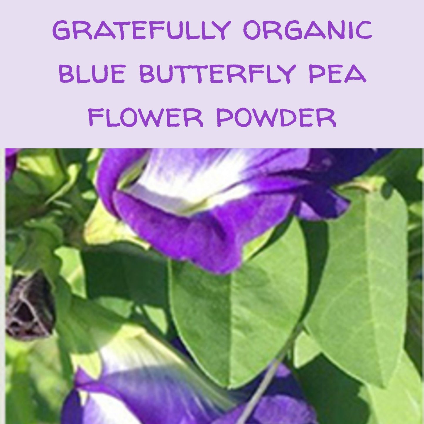Gratefully Organic Blue Butterfly Pea Flower Powder matcha The Grateful Tea Co.