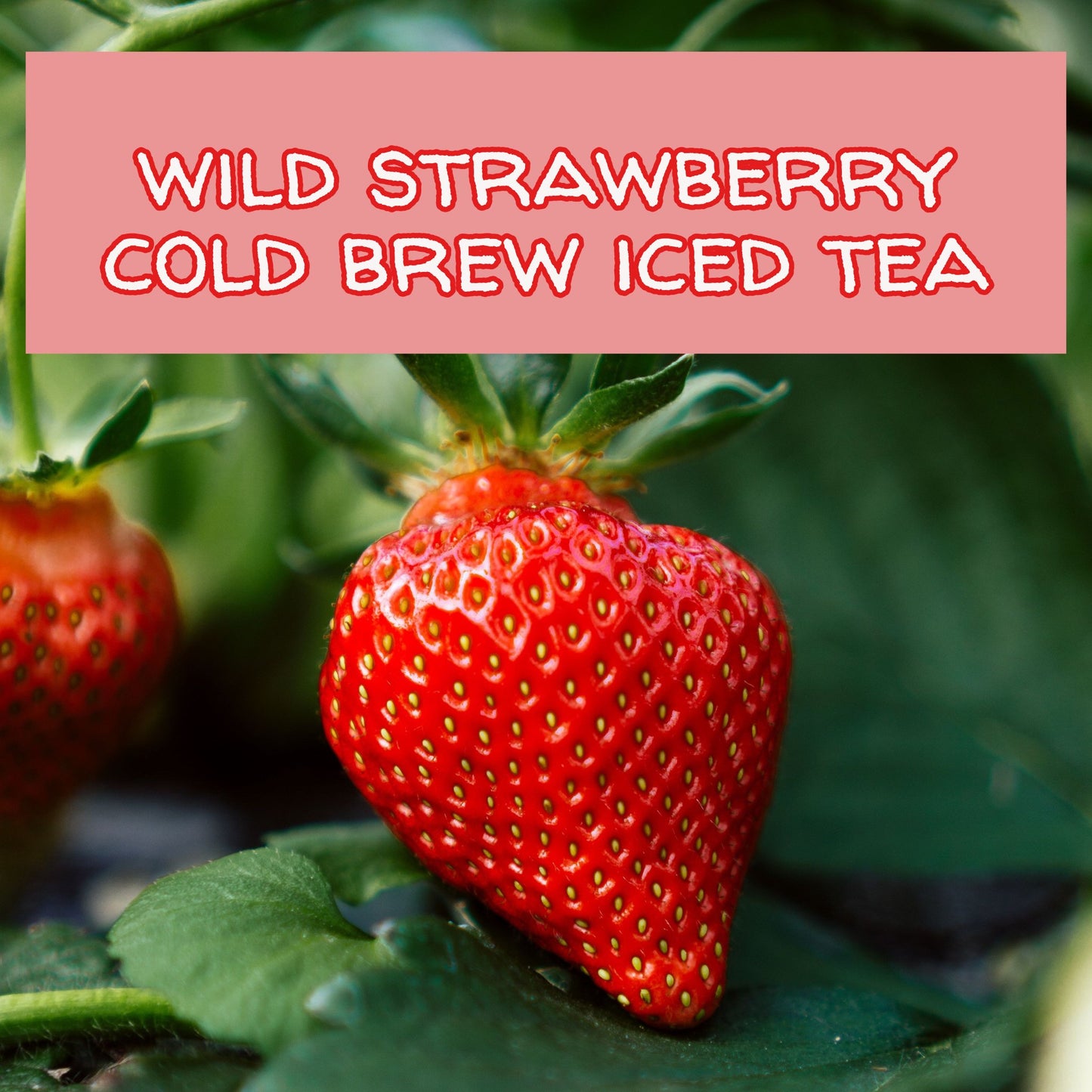 Wild Strawberry Herbal Iced Tea Bags, available in quantities of 1, 6 or 12 quart size pouches Iced Tea The Grateful Tea Co.