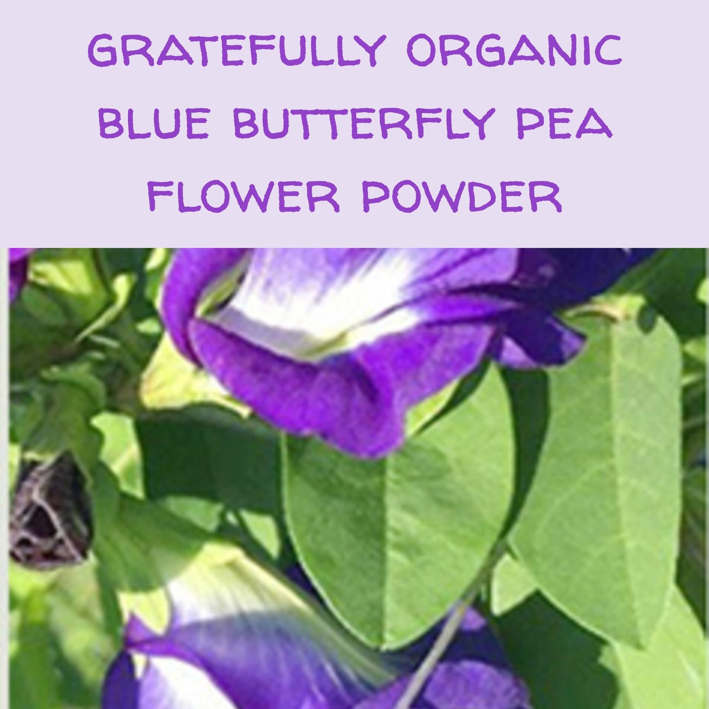 Gratefully Organic Blue Butterfly Pea Flower Powder matcha The Grateful Tea Co. 