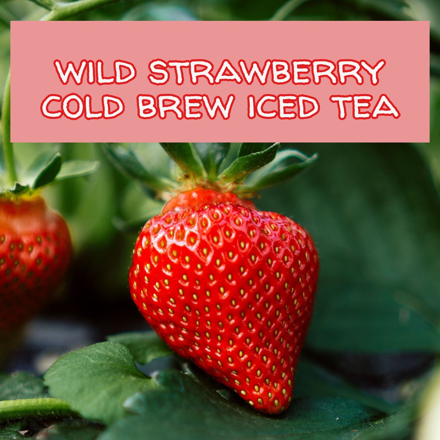Wild Strawberry Herbal Iced Tea Bags, available in quantities of 1, 6 or 12 quart size pouches Iced Tea The Grateful Tea Co. 